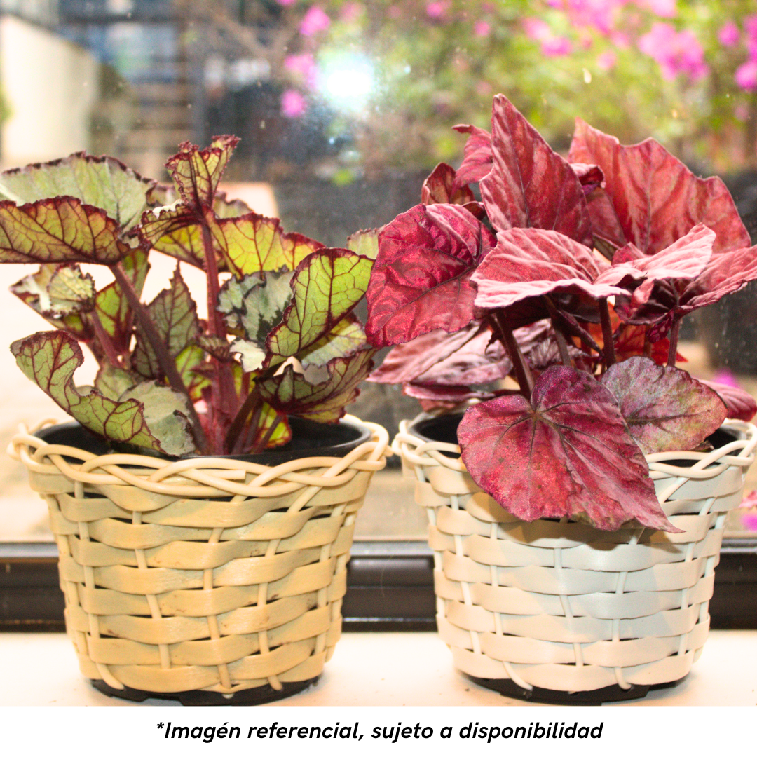 BEGONIA CON MACETA SIMIL 