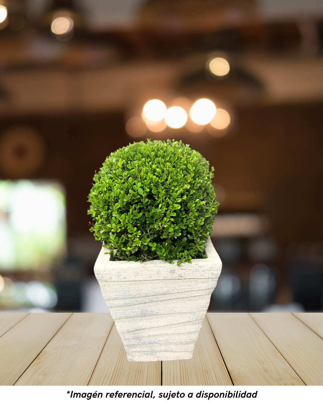 BUXUS CON MACETA