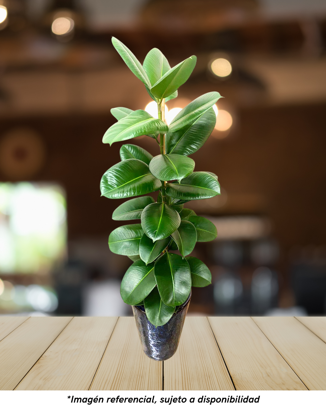 FICUS ELÁSTICAS CON MACETA ESMALTADA