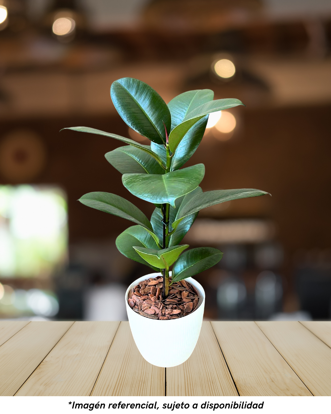 FICUS ELÁSTICA CON MACETA DE PLÁSTICO